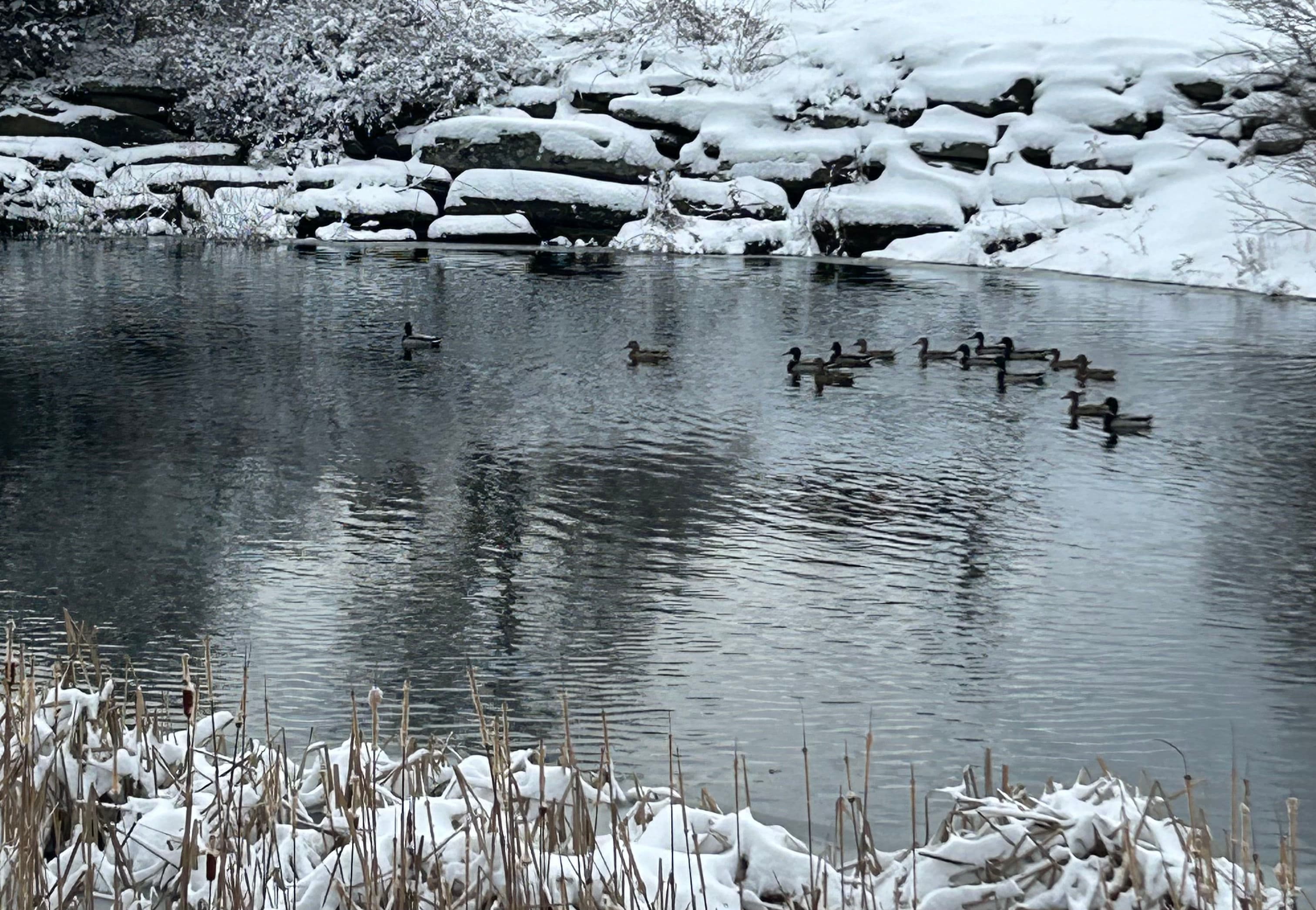 Project Prepare for Winter with Allure Lawn and Landscape image