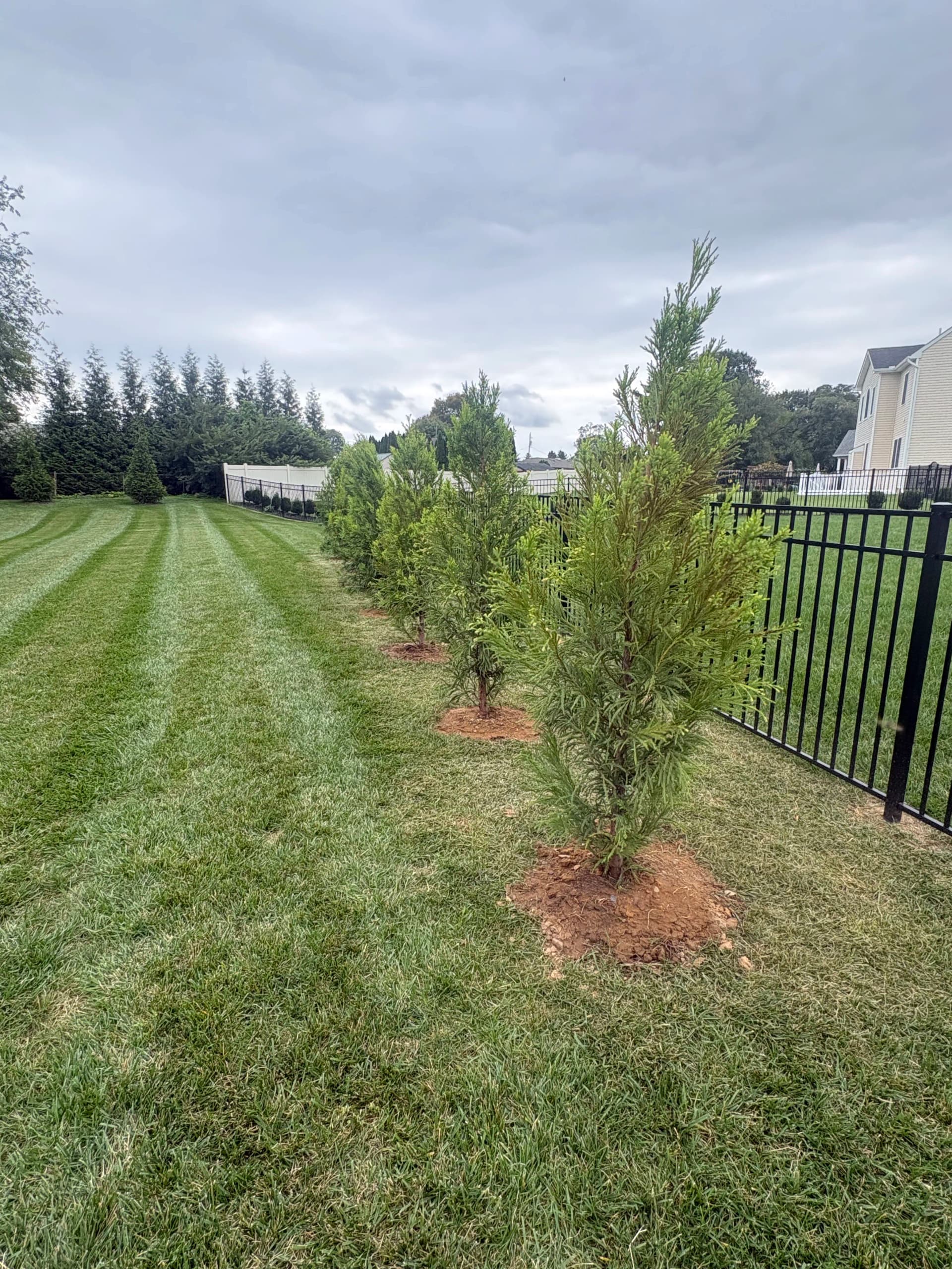Gallery photos for Rock Beds, Privacy Trees, and Clean Planting Beds Done Right: Image #3