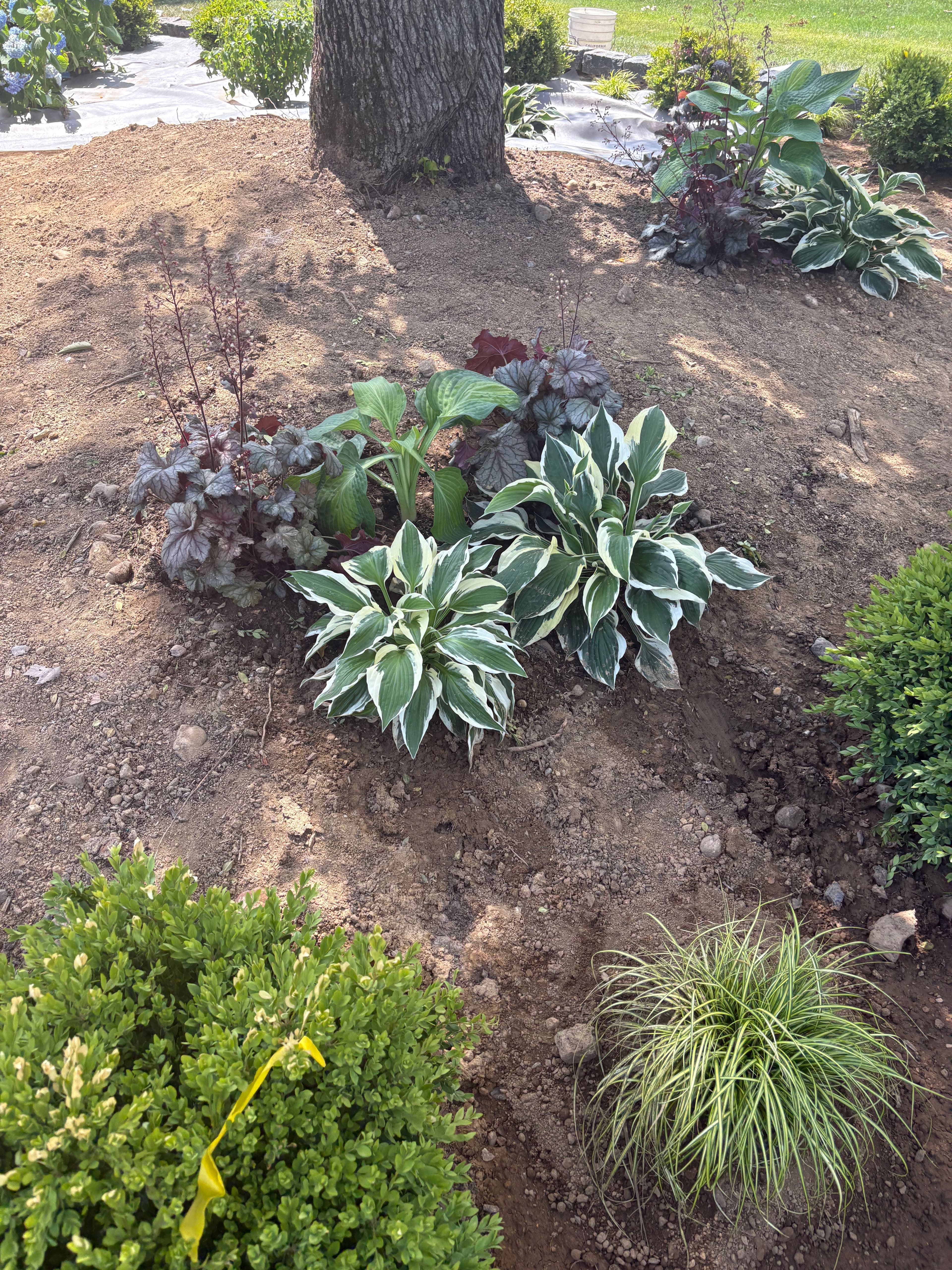 Project How Plant Grouping Makes a Landscape Look Intentional image
